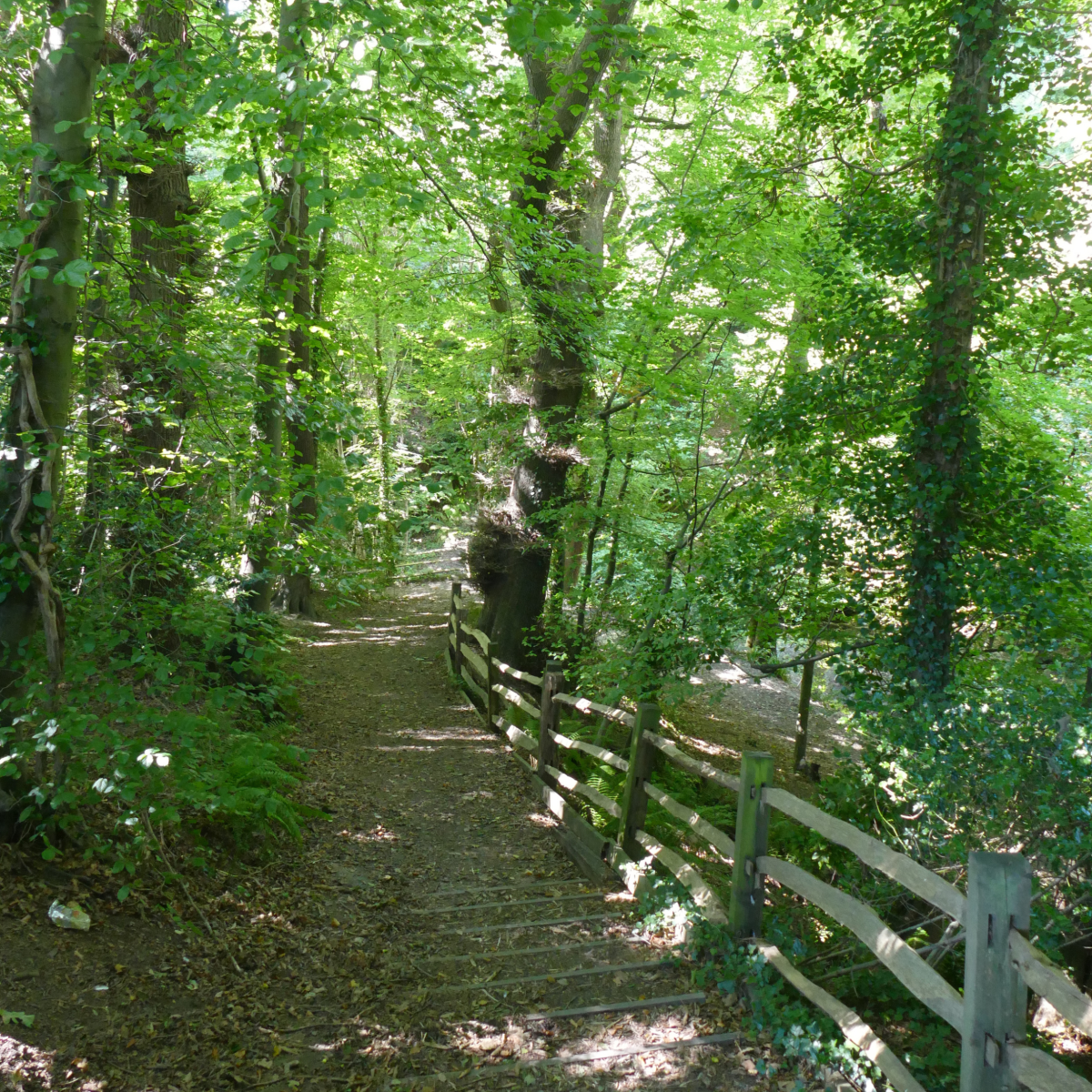 Wooded path at Old Roar Gill, Hastings, with steps and a wooden fence descending through dense green trees